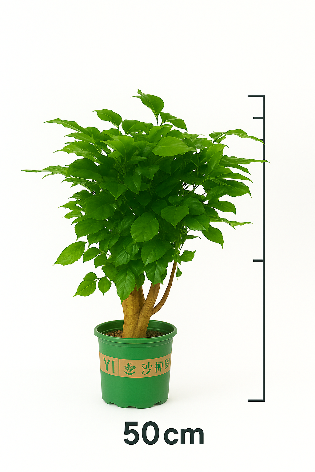 راديرماكيرا 50 سم - Radermachera 50 cm