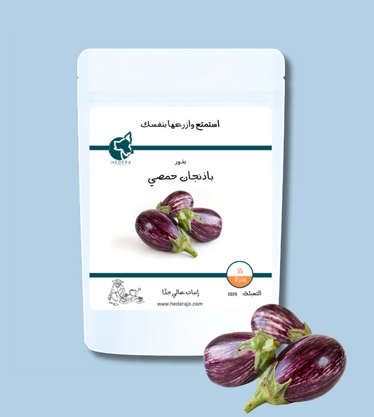 بذور باذنجان حمصي عالية الجودة - High Quality Eggplant Seeds