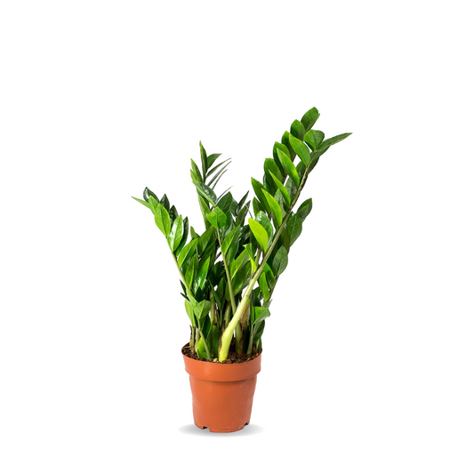 زاميا صغير - Zamia Zz Plant Small