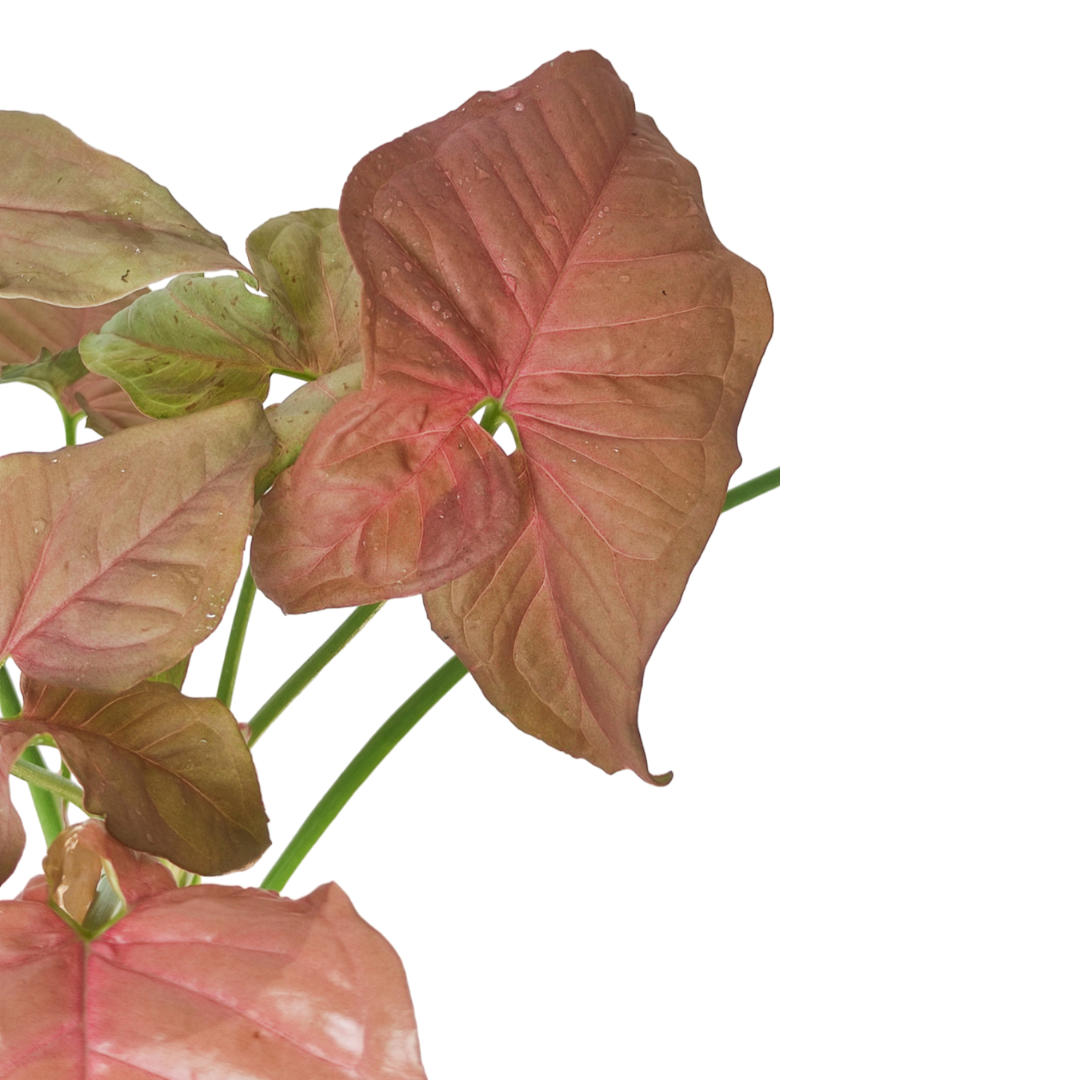 نبات رجل البطة الزهري سينجونيوم زهري - Pink Splash Syngonium