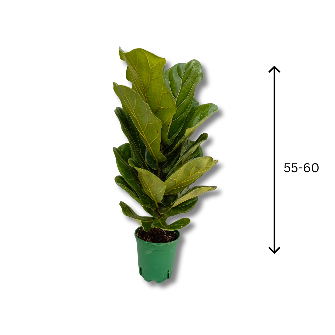 نبات فيكس ليراتا - Fiddle Leaf Fig