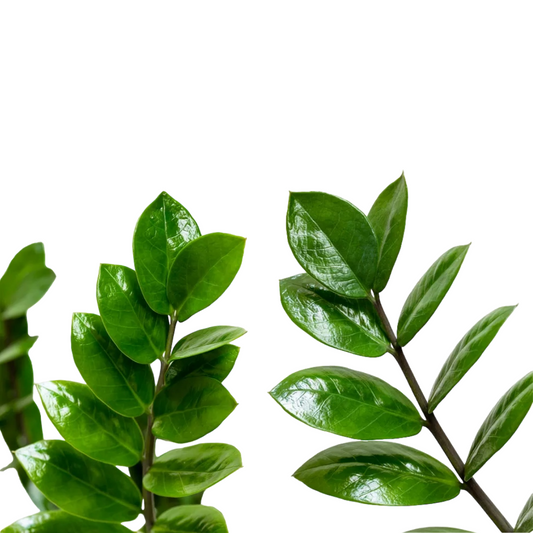 زاميا صغير - Zamia Zz Plant Small