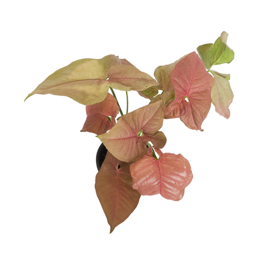 نبات رجل البطة الزهري سينجونيوم زهري - Pink Splash Syngonium