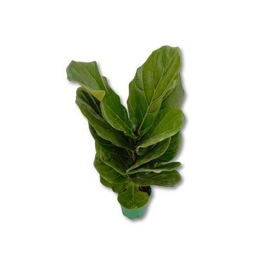 نبات فيكس ليراتا - Fiddle Leaf Fig