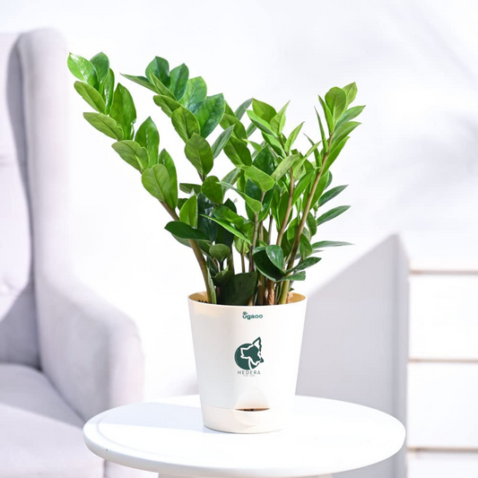 زاميا وسط - Zamia Zz Plant Medium