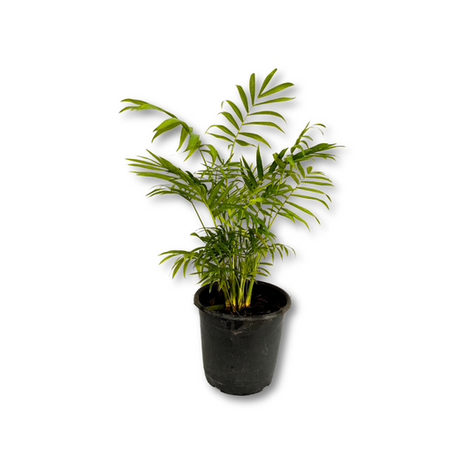 نبات شمادوريا - Parlor Palm