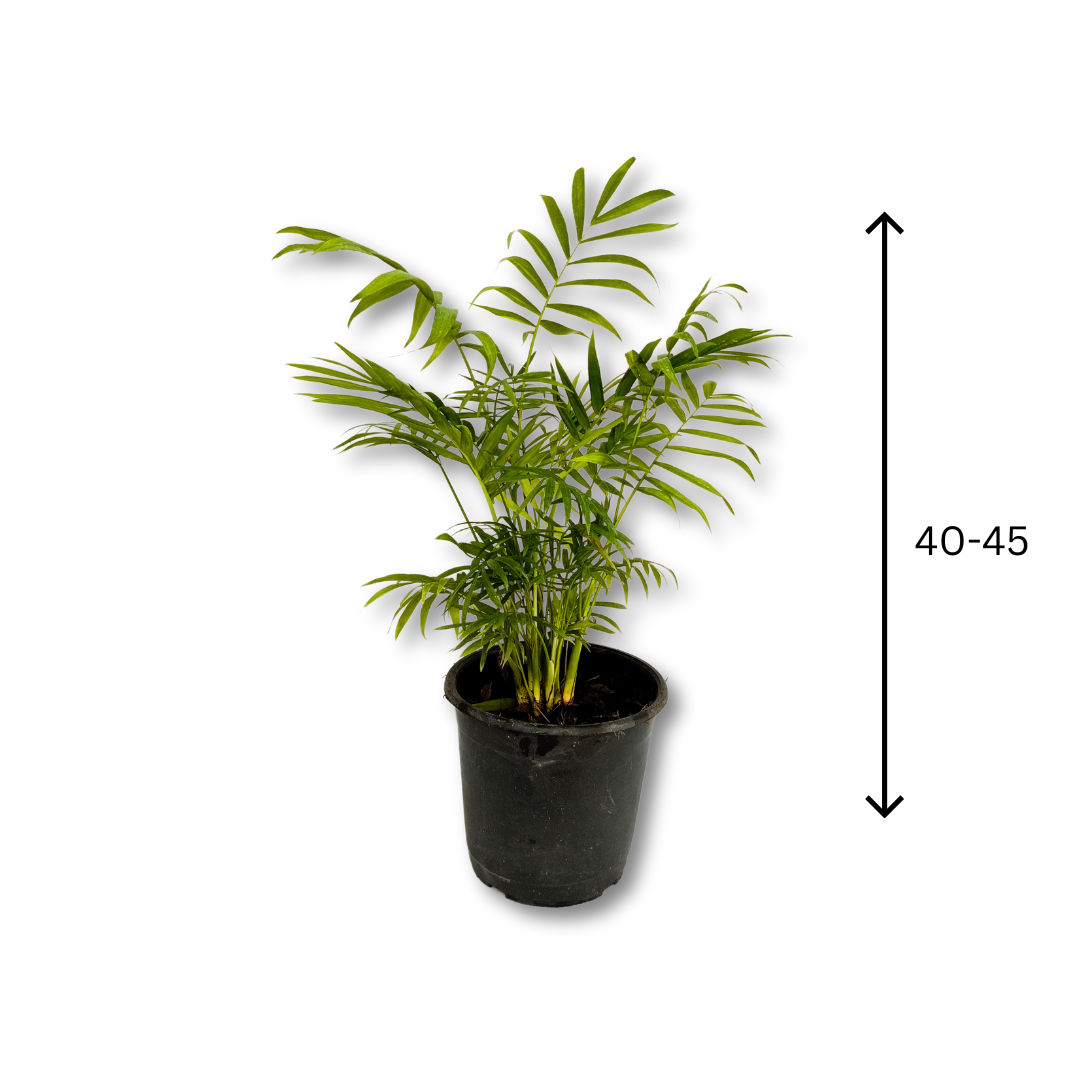 نبات شمادوريا - Parlor Palm