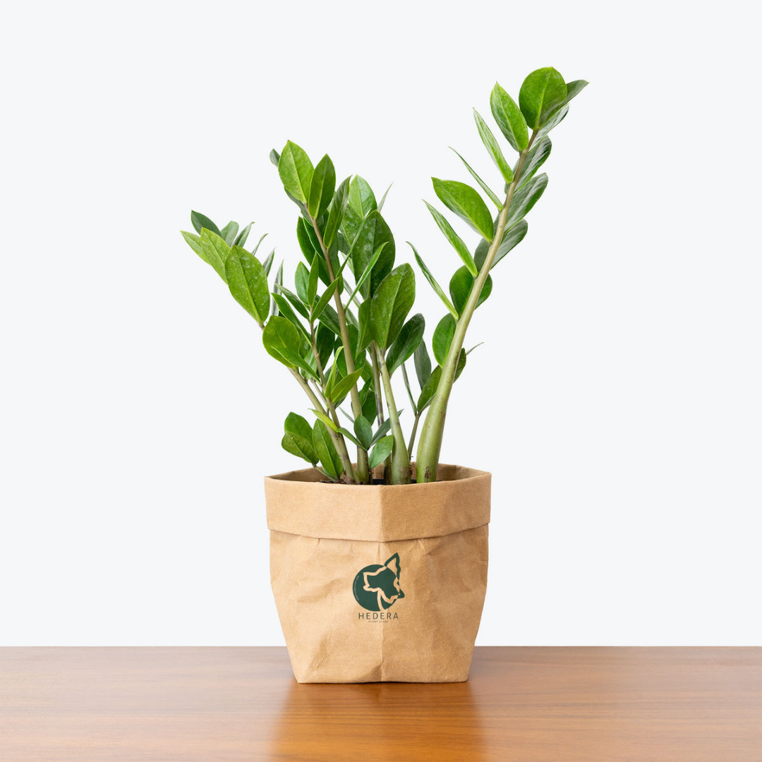 زاميا وسط - Zamia Zz Plant Medium