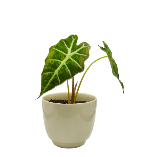 ألوكاسيا بولي القناع الإفريقي - Alocasia Polly