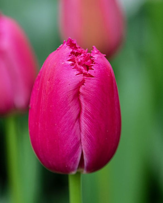 أبصال تيوليب بنفسجية مزدوجة للزراعة – Tulip Burgundy Lace Bulbs