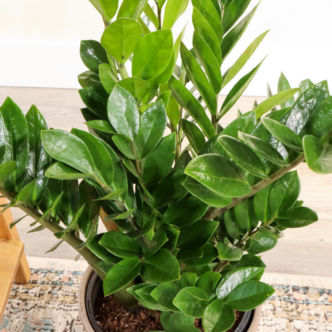 زاميا وسط - Zamia Zz Plant Medium