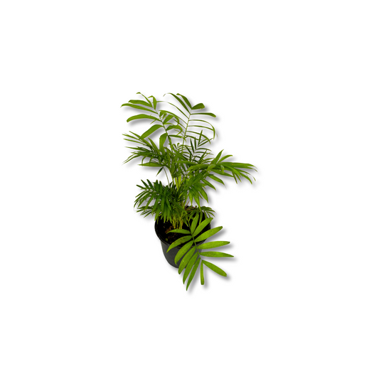 نبات شمادوريا - Parlor Palm