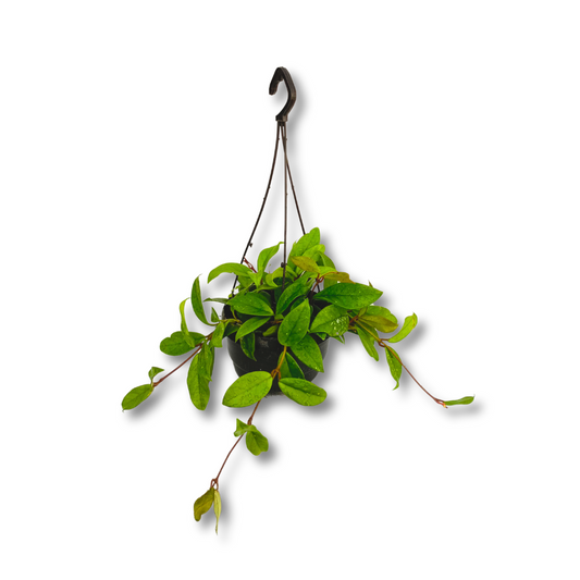 نبات الشمعة (هويا) - Wax Plant (Hoya)