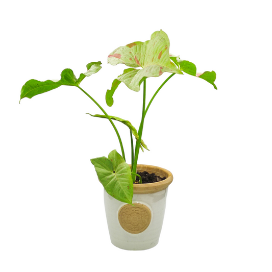 (نبات رجل البطة الزهري سينجونيوم زهري (طفرة مميزة نادرة - Pink Splash Syngonium