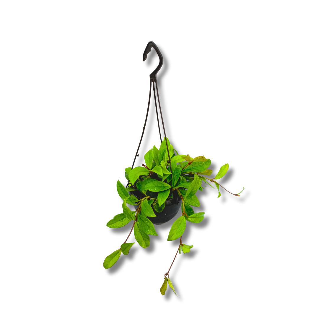 نبات الشمعة (هويا) - Wax Plant (Hoya)