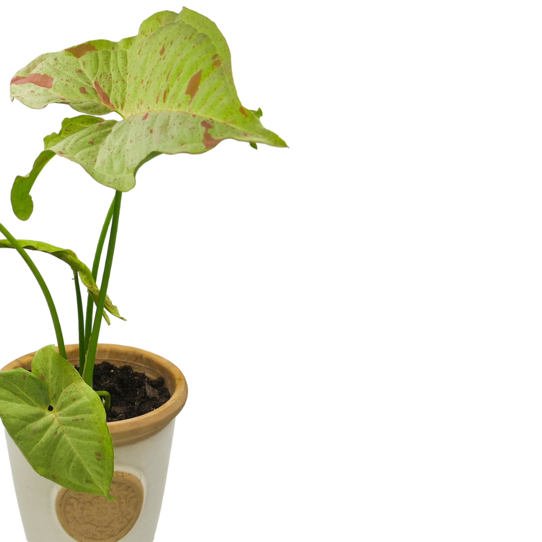 (نبات رجل البطة الزهري سينجونيوم زهري (طفرة مميزة نادرة - Pink Splash Syngonium
