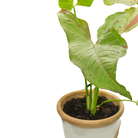 (نبات رجل البطة الزهري سينجونيوم زهري (طفرة مميزة نادرة - Pink Splash Syngonium