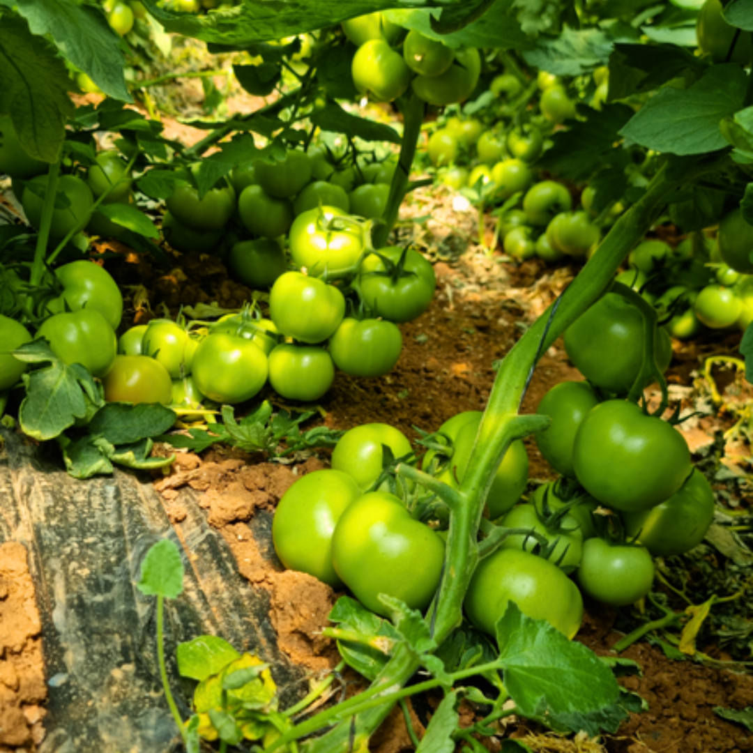 بذور هجينة ( بندورة ) طماطم فينيسيا 1000 بذرة - Venicia F1 Tomato Seeds 1000 Seeds