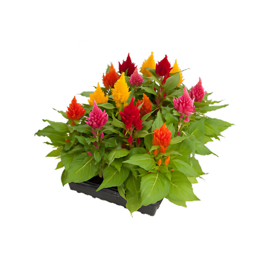 بذور سيلوسيا جلوريس (عرف الديك) من بينري 1000 بذرة - Celosia plumosa Glorious 1000 seeds