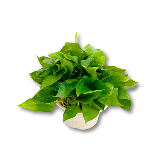 نبات بوتس قلب عبد الوهاب متدلي - Golden Pothos Plant
