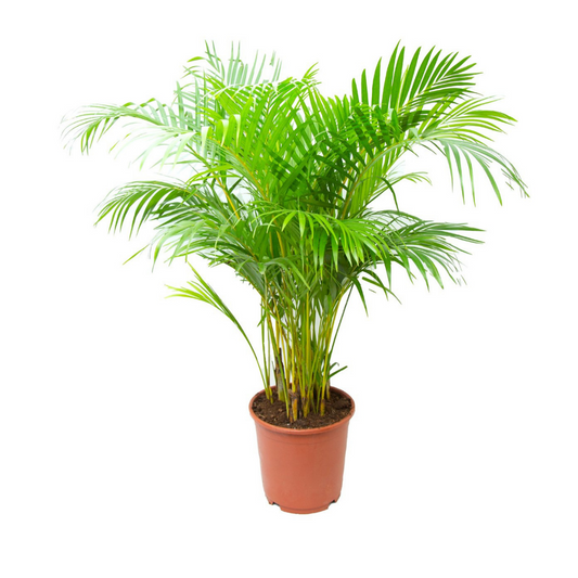 أريكا - Areca Palm