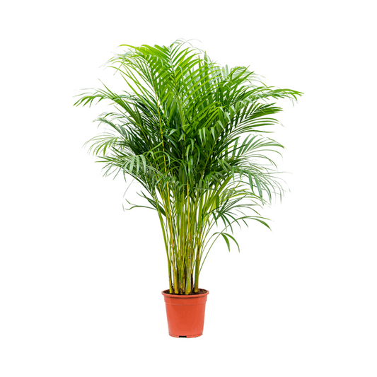 نخيل أريكا 160 سم - Areca Palm 160 cm