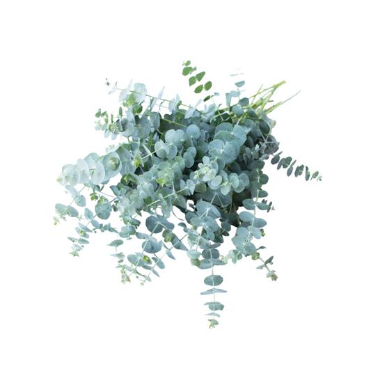 بذور أوكاليبتوس الأزرق( الزنبرك ) 1000 بذرة - Eucalyptus pulverulenta Baby Blue Bouquet 1000 seeds