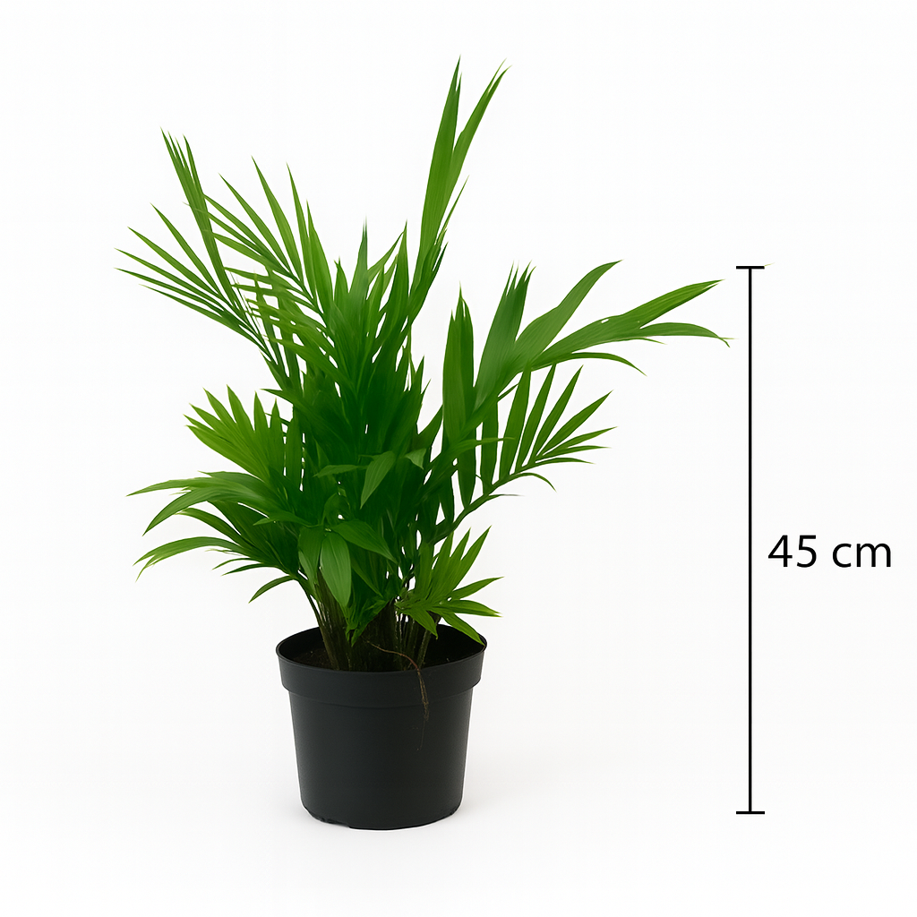 شمادوريا 60 سم – Chamaedorea elegans 60 cm