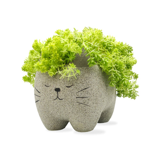 نبات سيديوم في حوض كيتي كات الإسمنتي - Sedum Plant Planted in Kitty Cat Pot