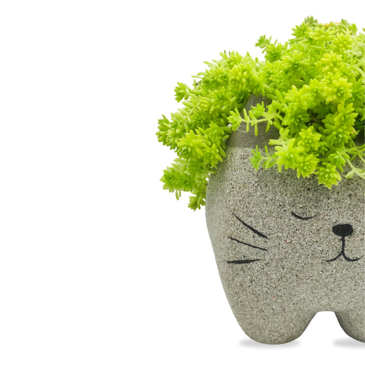 نبات سيديوم في حوض كيتي كات الإسمنتي - Sedum Plant Planted in Kitty Cat Pot