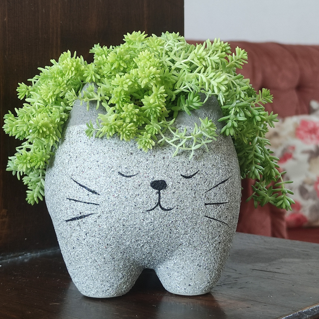 نبات سيديوم في حوض كيتي كات الإسمنتي - Sedum Plant Planted in Kitty Cat Pot