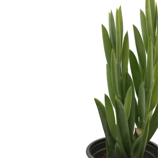 نبات عصاري جبل إيفريست - Curio Ficoides