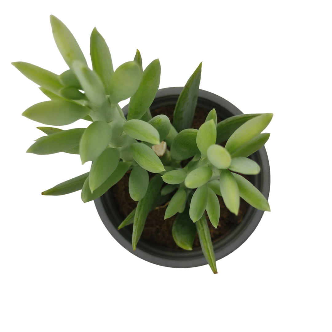 نبات عصاري جبل إيفريست - Curio Ficoides