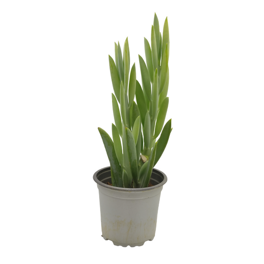 نبات عصاري جبل إيفريست - Curio Ficoides