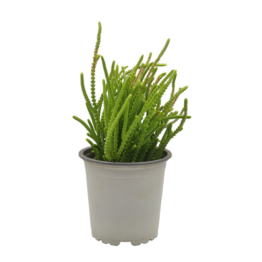 نبات عصاري كراسولا - Crassula