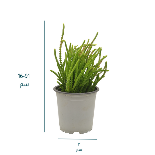 نبات عصاري كراسولا - Crassula