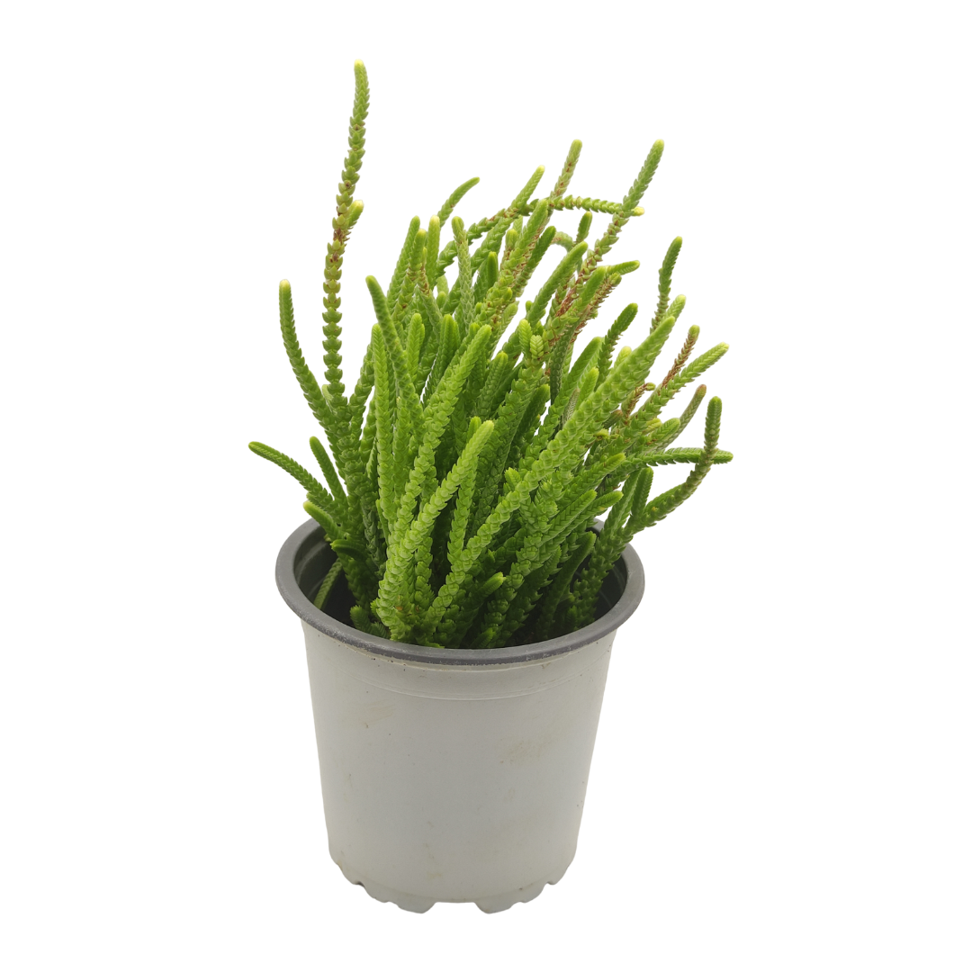 نبات عصاري كراسولا - Crassula