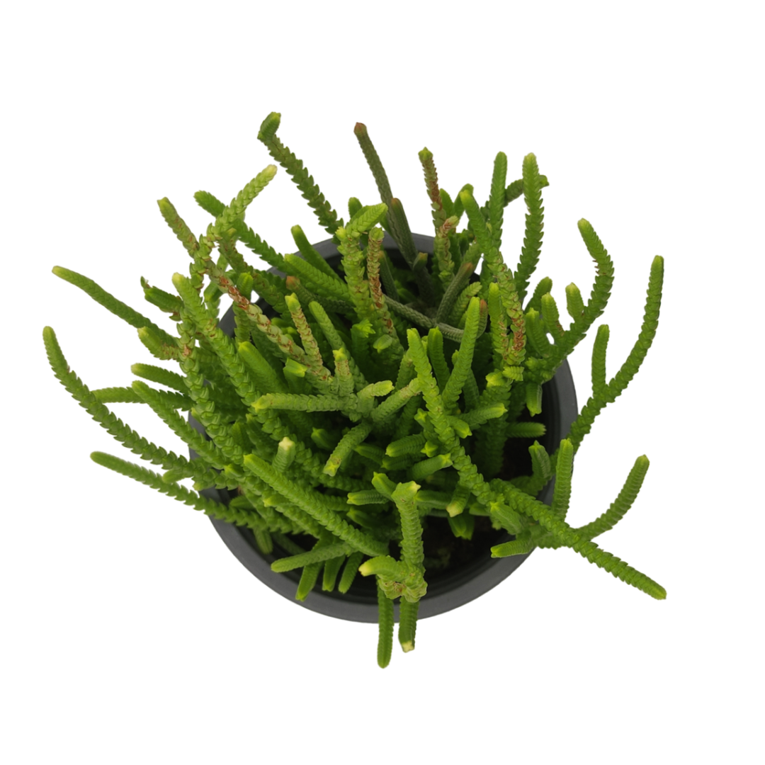 نبات عصاري كراسولا - Crassula