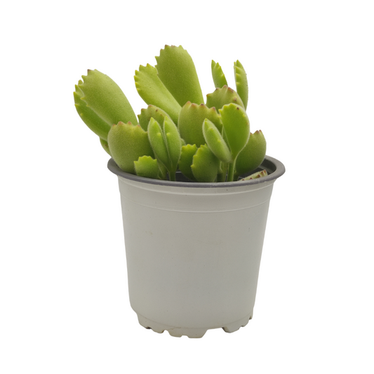 نبات عصاري كوتيليدون تومينتوزا - Cotyledon Tomentosa