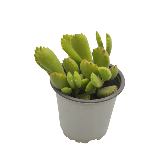 نبات عصاري كوتيليدون تومينتوزا - Cotyledon Tomentosa