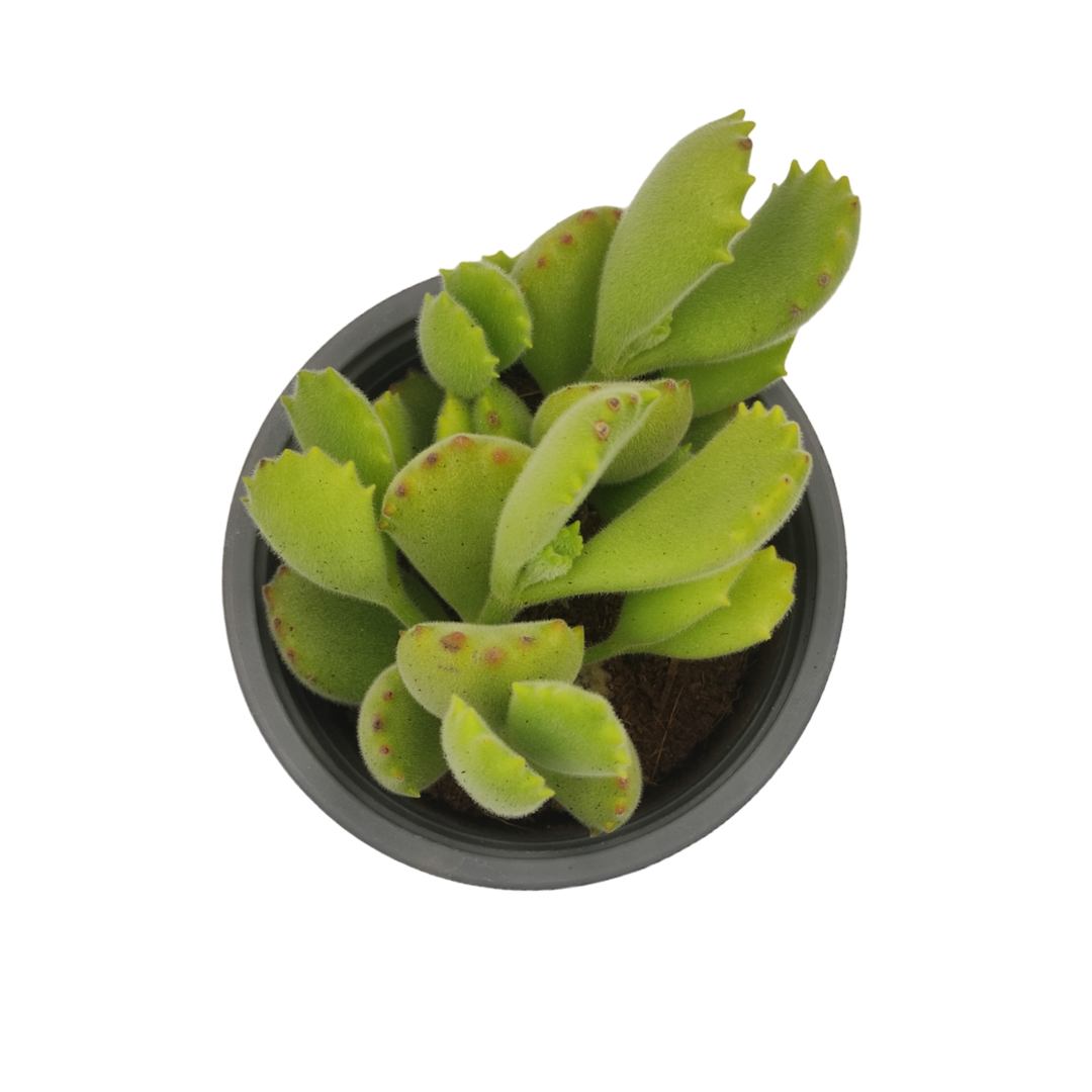 نبات عصاري كوتيليدون تومينتوزا - Cotyledon Tomentosa