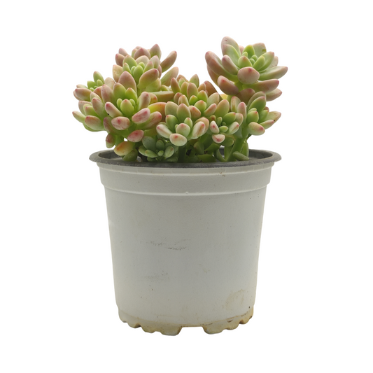 نبات عصاري سيدوم ربروتينكوم - Sedum Rubrotinctum Plant