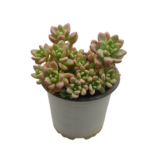 نبات عصاري سيدوم ربروتينكوم - Sedum Rubrotinctum Plant