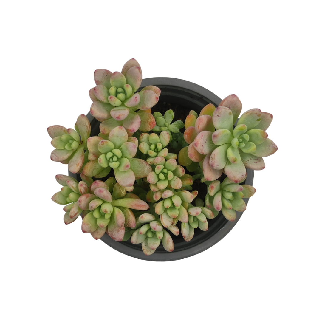 نبات عصاري سيدوم ربروتينكوم - Sedum Rubrotinctum Plant