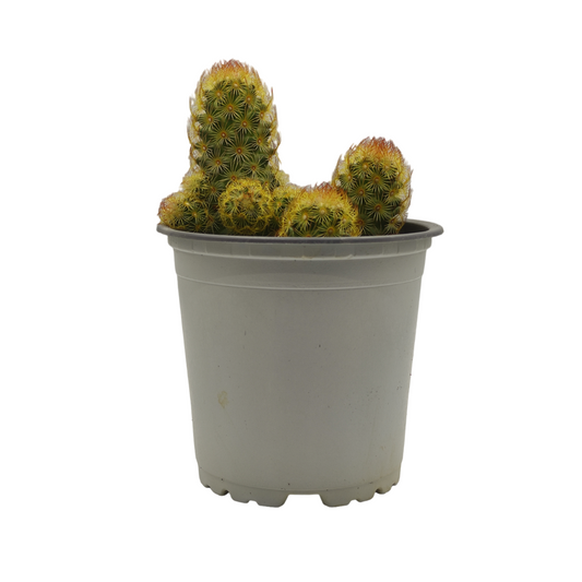 صبار الدعسوقة - Mammillaria Elongata