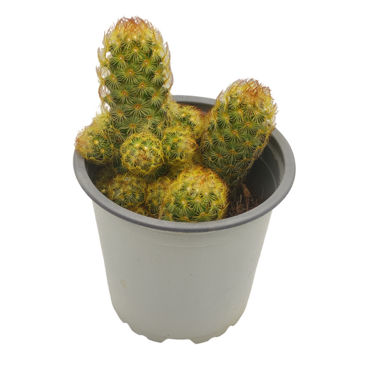 صبار الدعسوقة - Mammillaria Elongata