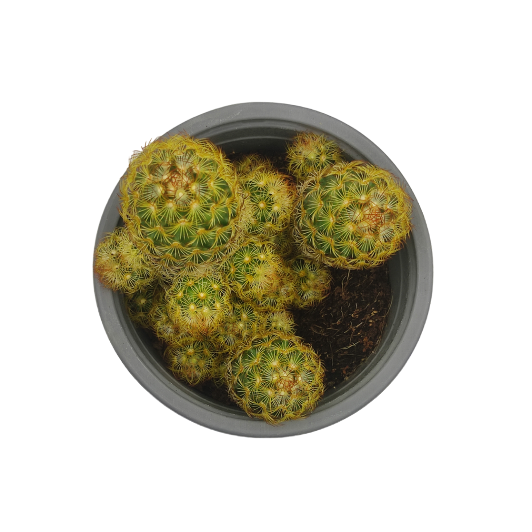 صبار الدعسوقة - Mammillaria Elongata