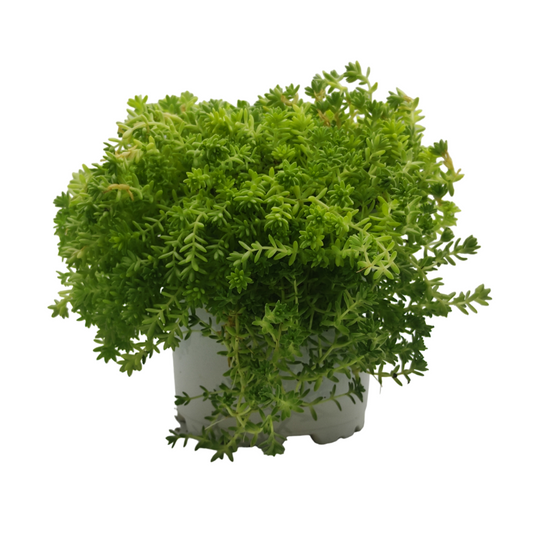 نبات عصاري سيدوم - Sedum Plant