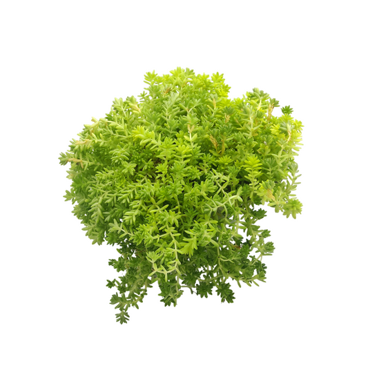 نبات عصاري سيدوم - Sedum Plant