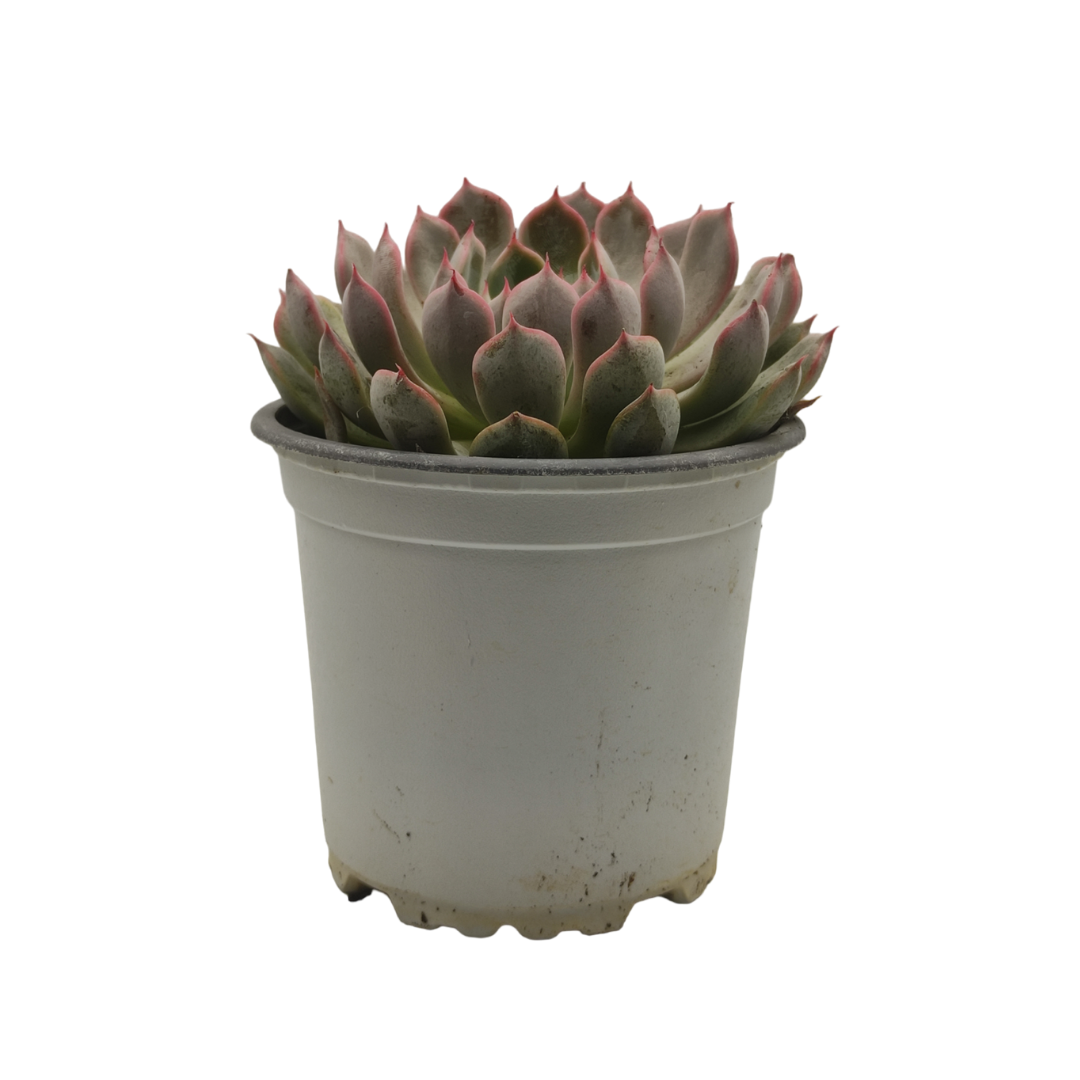 نبات عصاري إيشفيريا بوليدونس - Echeveria Pulidonis